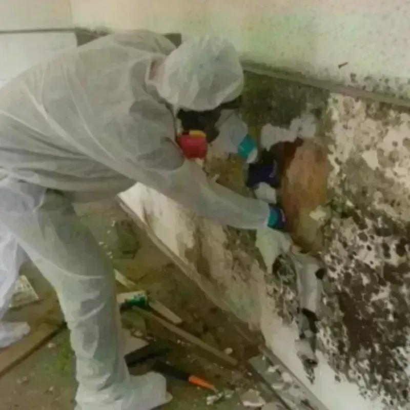 Mold Remediation and Removal in Breckenridge, CO